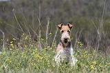 FOX TERRIER 271